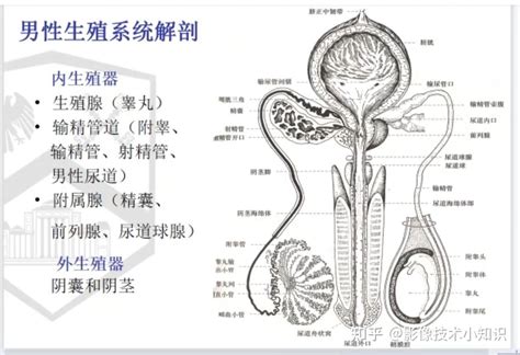 男人陰莖|男性生殖系统结构